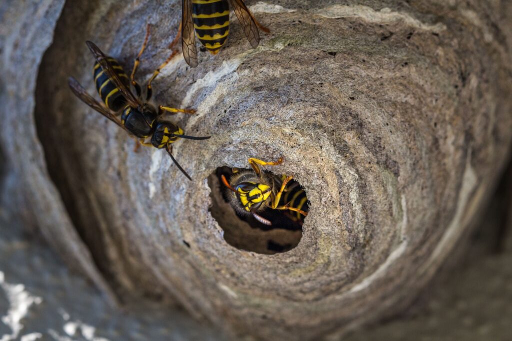 Billes insecticides pour détruire nid de guêpes et frelons